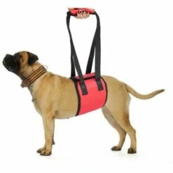 Triomphe Ceinture De Transport Pour Animaux De Compagnie, Ceinture De Transport Pour Chien, Ceinture D'assistance Pour Animaux De Compagnie, Ceinture De Protection Pour Animaux De Compagnie, Ceinture De Protection Pour Chien, Fournitures Pour Animaux De C
