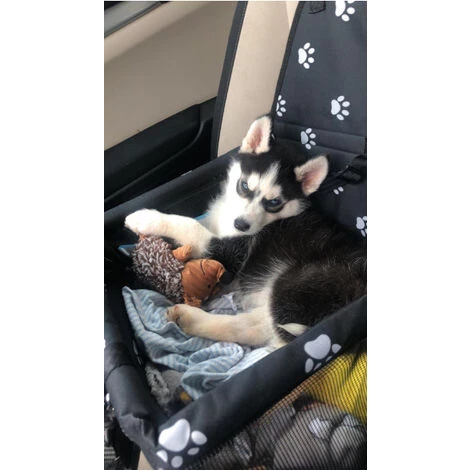 THSINDE Siège Auto Avec Laisse De Sécurité à Clipser Et Couverture Pour Chien, Très Adapté Aux Petits Animaux De Compagnie 2 THSINDE Siège Auto Avec Laisse De Sécurité à Clipser Et Couverture Pour Chien, Très Adapté Aux Petits Animaux De Compagnie – Image 2