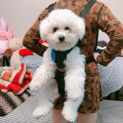 Sac à Dos De Transport Pour Chien Sac à Dos Pour Chien Chat Sac à Dos Ventral Pour Petit Chien Moyen De Grande Taille Macaron 8 Sac à Dos De Transport Pour Chien Sac à Dos Pour Chien Chat Sac à Dos Ventral Pour Petit Chien Moyen De Grande Taille Macaron -Cage, caisse et transport pour chien Soldes 47522634 4