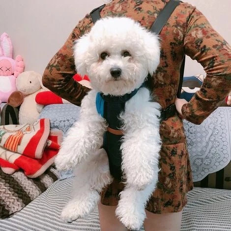 Sac à Dos De Transport Pour Chien Sac à Dos Pour Chien Chat Sac à Dos Ventral Pour Petit Chien Moyen De Grande Taille Macaron 4 Sac à Dos De Transport Pour Chien Sac à Dos Pour Chien Chat Sac à Dos Ventral Pour Petit Chien Moyen De Grande Taille Macaron – Image 4