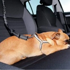 PERLE RARE Lot De 2 Voiture Ceinture De Securite Pour Chien, Avec Absorption Des Chocs Et Mousqueton Elastique Reglable Pour Chien Harnais De Securite Superieure Pour Tous Les Chiens Et Chats 9 PERLE RARE Lot De 2 Voiture Ceinture De Securite Pour Chien, Avec Absorption Des Chocs Et Mousqueton Elastique Reglable Pour Chien Harnais De Securite Superieure Pour Tous Les Chiens Et Chats -Cage, caisse et transport pour chien Soldes 64903967 5