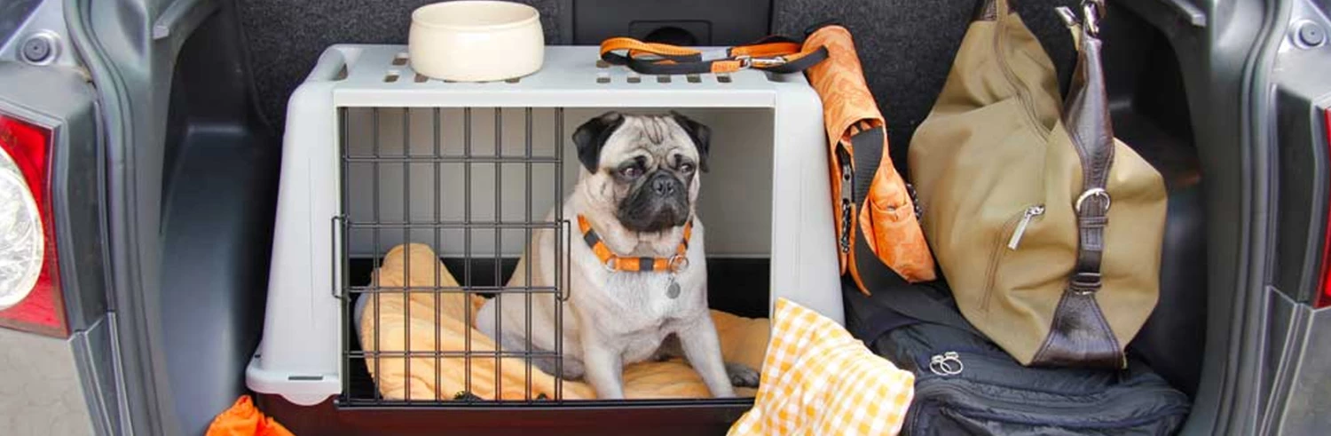 Cage, caisse et transport pour chien Soldes -Cage, caisse et transport pour chien Soldes 未标题 1